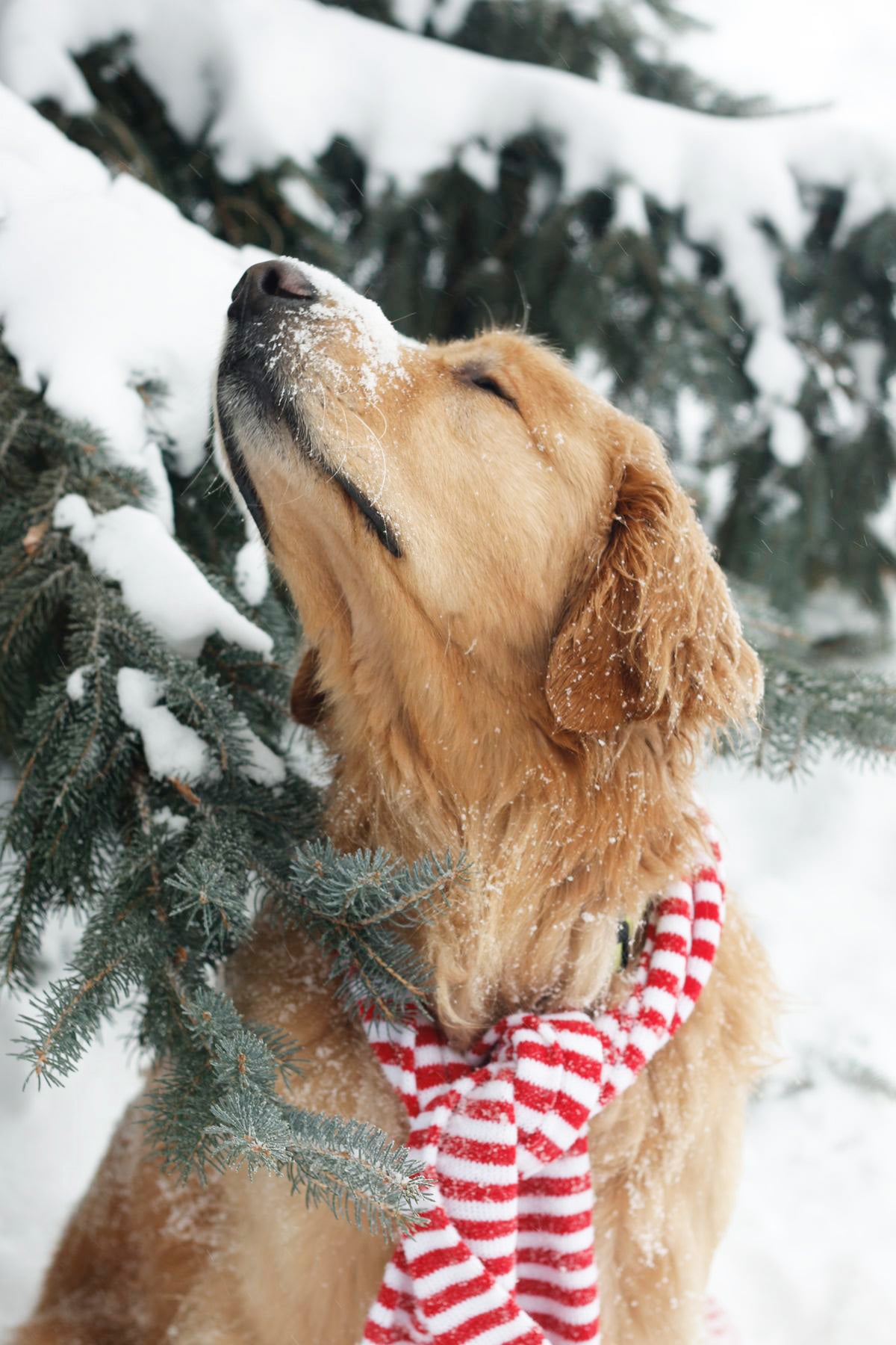 Golden retriever in winter