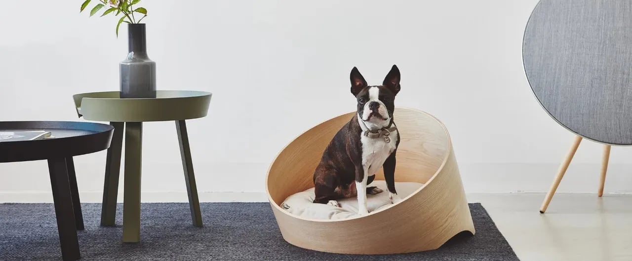 A Boston Terrier sitting in a modern wooden curved dog bed, with minimalist furniture in the background